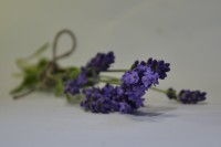 Lavendel