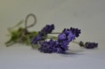 Lavendel